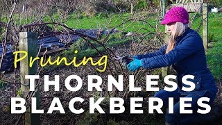 How to prune Thornless Blackberries [upl. by Raybin]