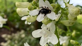 Native Plant Everyone Can Grow  Penstemon [upl. by Laughton]