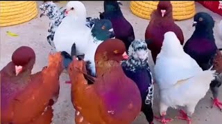 USA Modena pigeon show quality and colours please subscribe 🥺 [upl. by Hort]