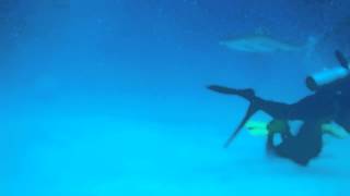 Hanging out with the reef sharks [upl. by Yaker]