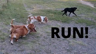 Pack of Basset Hounds chase a Labrador [upl. by Enttirb595]