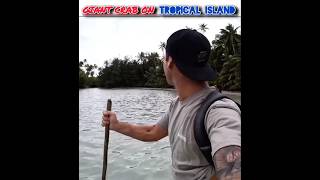 Giant Crab On Tropical Island Catch And Cook Video Explainsurvival island crabs shortsfeed [upl. by Amek]