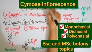 Cymose inflorescenceMorphology of flowering plantsBSc and MSc botany topic [upl. by Dennett]