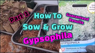 How to grow Gypsophila [upl. by Nadeau]