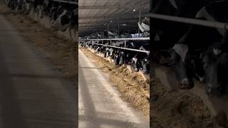 Best Dairyfarm livestock fermer farming cow animals harwesting [upl. by Zalucki]