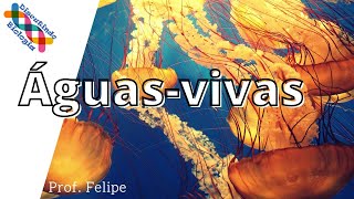 Filo dos Cnidários  Águasvivas [upl. by Sharyl884]