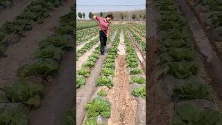 China Smart Irrigation Technique irrigation method [upl. by Seiter903]