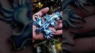 The blue dragon  sea slugGlaucus atlanticus [upl. by Enetsuj]