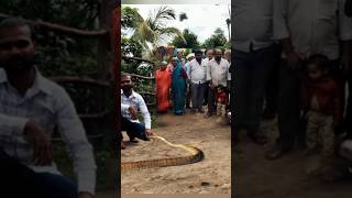 Saving a Indias largest non venomous snake [upl. by Namron]