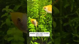 Why Honey Gourami Are Great Fish For 10 Gallon Tanks aquarium fishtank [upl. by Markland]