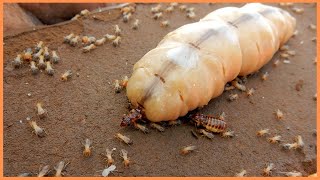 The Termite Queen🐜👑  Underground Empress [upl. by Yates]