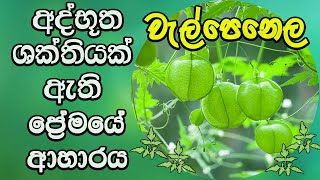 Welpenela Health Benefits of love in a puff වැල් පෙනෙල ශාකයේ ඔබ නොදත් සැගවුන විශ්මිත හැකියාව [upl. by Ehtyaf885]