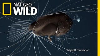 FirstEver Footage of DeepSea Anglerfish Mating Pair  Nat Geo Wild [upl. by Airalednac]