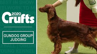 Gundog Group Judging  Crufts 2020 [upl. by Pierce]