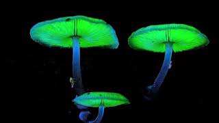 Bioluminescent Mushrooms [upl. by Shipman]