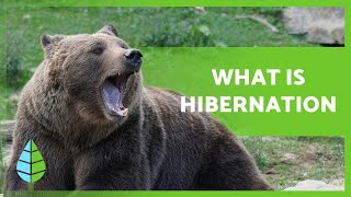 What is HIBERNATION and what ANIMALS HIBERNATE 🐻🐸 [upl. by Lebezej]