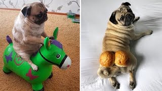 Funniest and Cutest Pug Dog Videos Compilation 2020 1 [upl. by Suhploda]