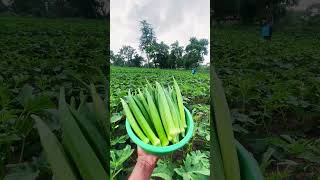 බණ්ඩක්කා අස්වැන්න☘️😍Okra yield [upl. by Aubigny]