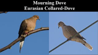 Identify Birds Mourning Dove vs Eurasian CollaredDove [upl. by Teddman]