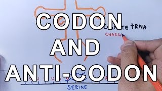 What is Codon and AntiCodon  Difference and Working Explained [upl. by Lomaj]