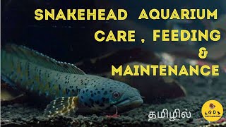 Snakehead fish care feed and maintenance  தமிழில் [upl. by Nabla560]