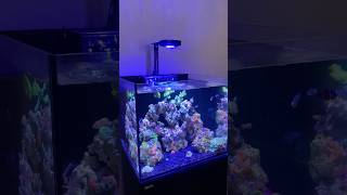 Red Sea Reefer 170 redsea viralshorts reef corals reeftank viralvideo saltwateraquarium fyp [upl. by Ennaeerb]