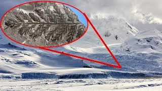 280 MILLION Year Old FOREST Discovered In Antarctica [upl. by Nawat259]