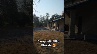 Sarapduli FRH Dhikala Zone shorts jimcorbettnationalparkuttrakhand [upl. by Flavio974]