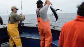 Albacore Tuna Fishing in Newport Oregon with Shawn Woods for Wild Food Diet [upl. by Lewellen]