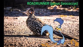 Roadrunner genus Geococcyx [upl. by Etsirhc]