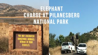 TERRIFYING ELEPHANT CHARGE AT PILANESBERG NATIONAL PARK  SOUTH AFRICAN YOUTUBERS [upl. by Galateah614]