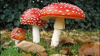 Amanita Muscaria czyli muchomor 🍄 czerwony Święty grzyb 🍄 którego powinniśmy docenić [upl. by Pettit]