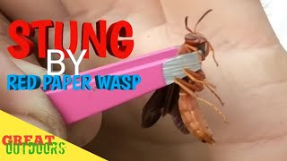 Stung by Polestes Carolina RED PAPER WASP STING [upl. by Aromat]