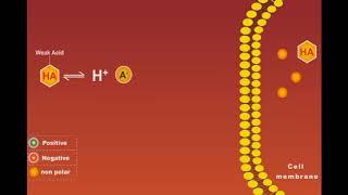 Weak Acids And Bases [upl. by Nauqyaj]