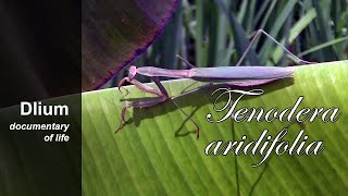 Japanese giant mantis Tenodera aridifolia  part 1 [upl. by Oijile]