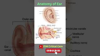 Anatomy of Ear  Ear Anatomy earanatomy mbbs biology anatomy [upl. by Bronwyn431]