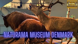 Naturama Museum Svendborg Denmark [upl. by Dray161]