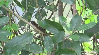 White browed bulbul Osudu lake Puducherry [upl. by Areval]