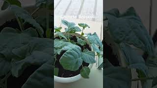 Chinese Broccoli gardening oman vegetable shortvideo [upl. by Aisak459]