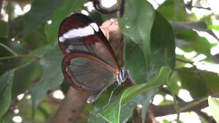 Glasswing butterflies Greta Oto at london zoo part 1 [upl. by Amathist]