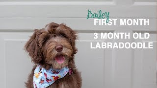 New Puppys First Bath amp Puppy Learning Stairs  3 month old Labradoodle Puppy [upl. by Ahseat]