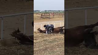 Equestrian wild Horse  equestrian horse rider wildanimals shorts youtubeshorts viral [upl. by Eevets]