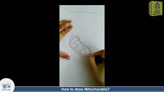 How to draw Mitochondria practical biology drawing mitochondria [upl. by Mindi]