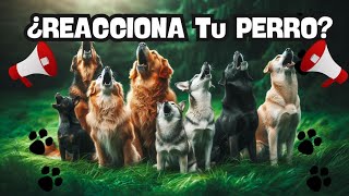 ¡Desafía a Tu Perro Perros Ladrando Fuerte – Reacción Increíble 🐾🔊 [upl. by Mellie]