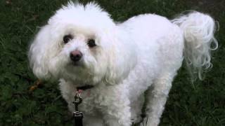 How to stop bichon frise barking Finally [upl. by Sokcin]