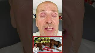 ERLICHIOISIS CANINA 🆘 QUE ES SÍNTOMAS FASES TERMINAL CRÓNICA DIAGNOSTICO Y TRATAMIENTO CASER [upl. by Haukom]