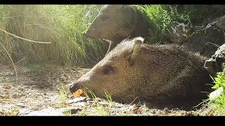 Peccaries in the wild [upl. by Noyk]