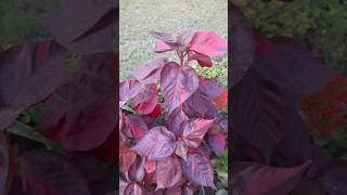 Red leaf plant Acalypha redplant shorts youtubeshorts [upl. by Atteuqihc630]