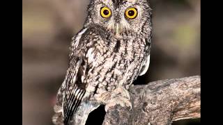 42 Screech Owl Whiskered Female bark call screech [upl. by Alliuqahs]