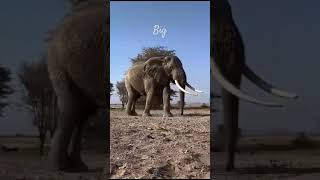 🤣🐾 quotThe King of the Junglequot A Massive Elephant in Amboseli [upl. by Ennaj]